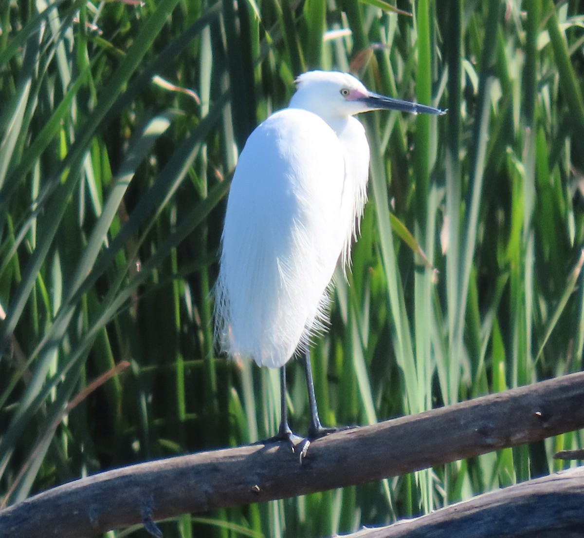 Little Egret - Sue Beatty