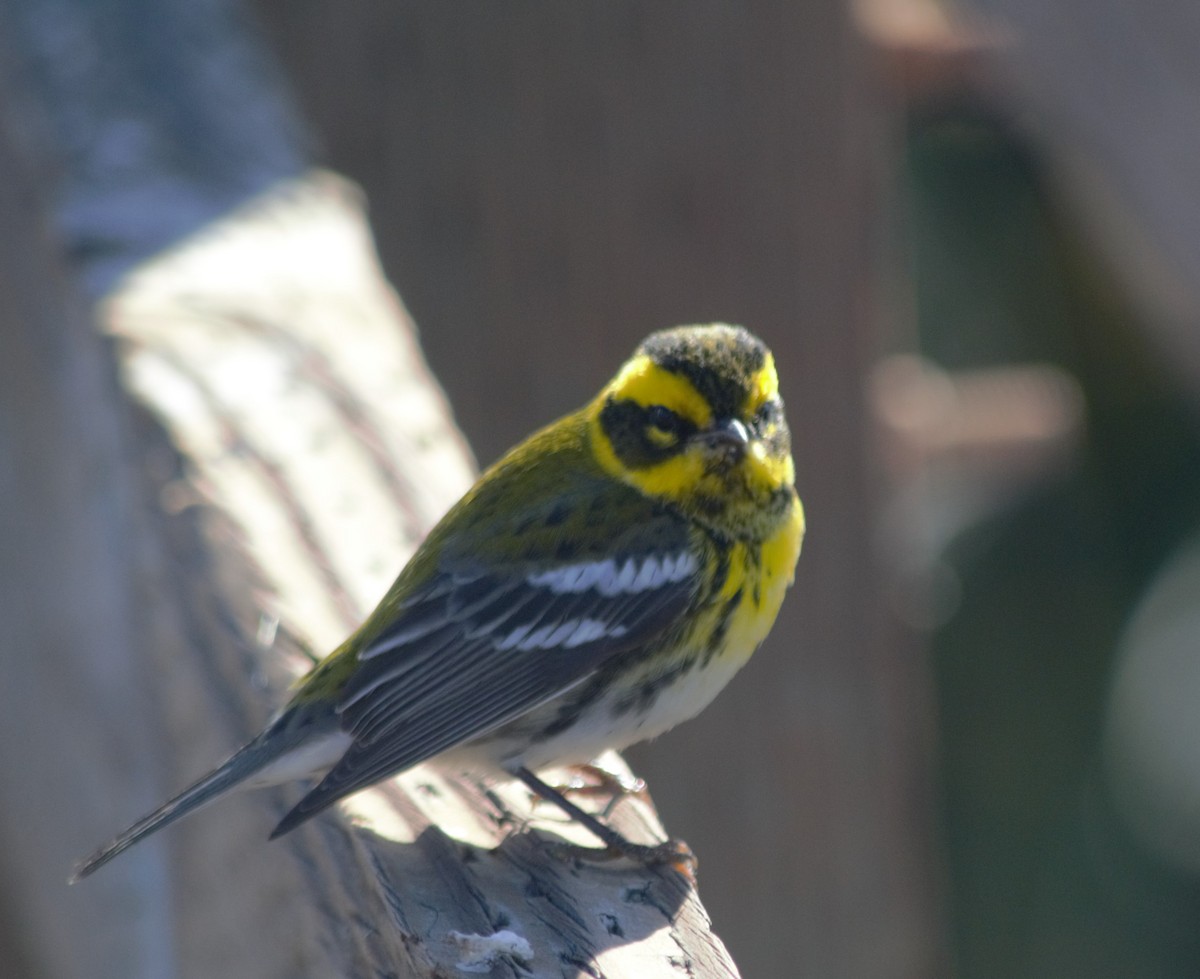 Townsend's Warbler - ML504672601