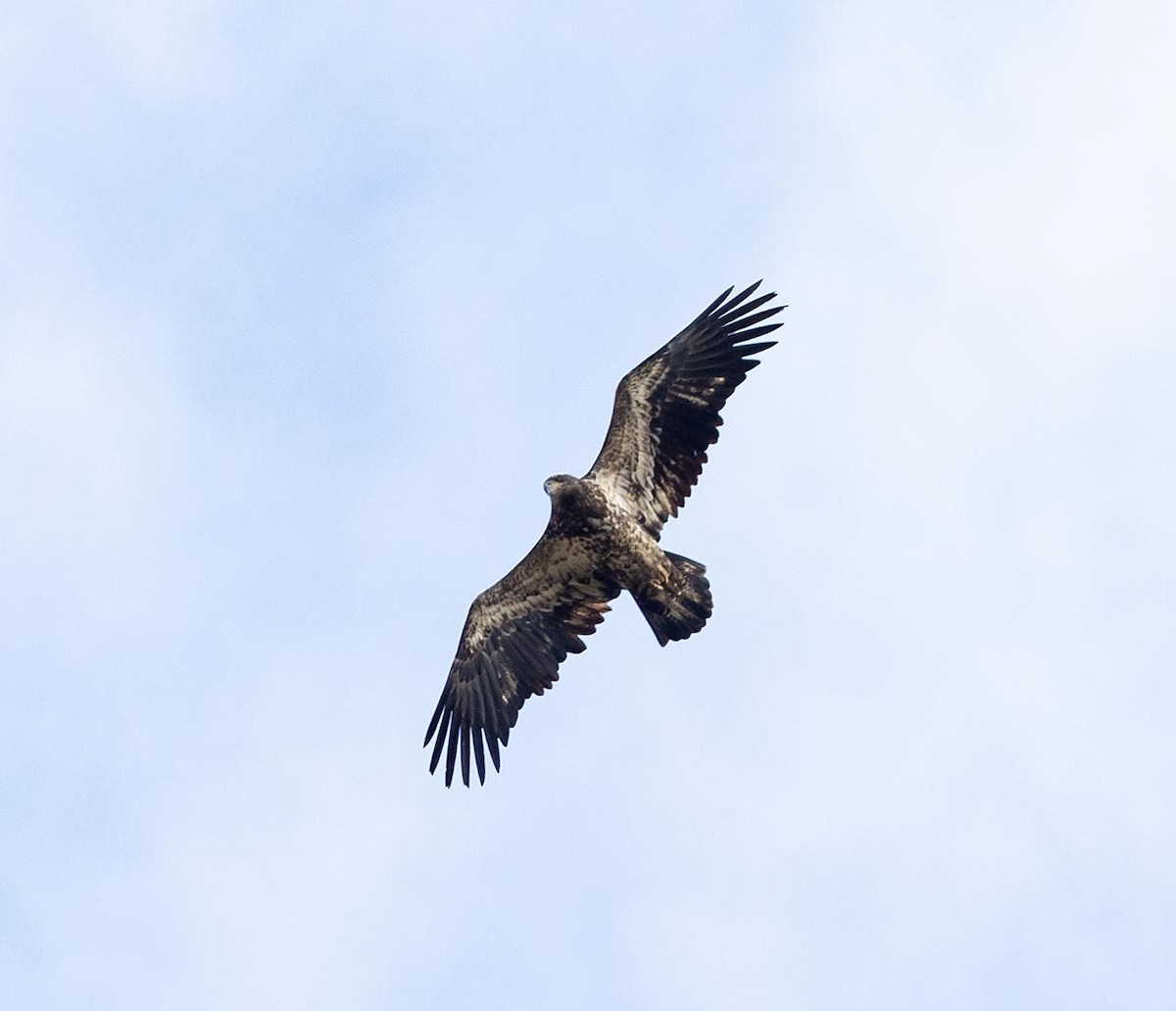 Bald Eagle - Janis Stone