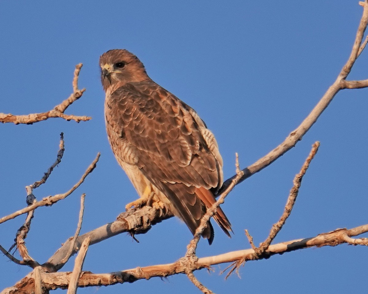 Red-tailed Hawk - ML504674941