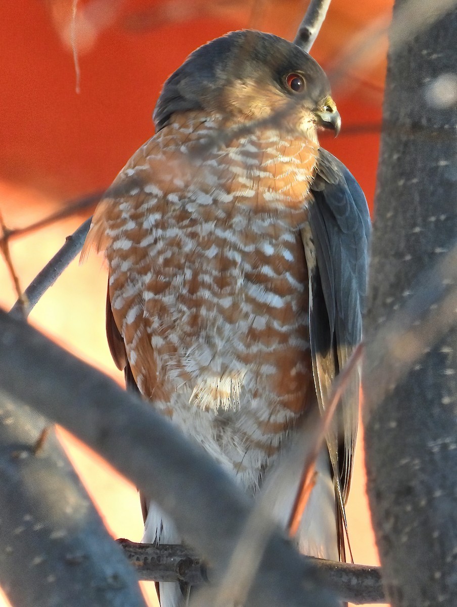 Sharp-shinned Hawk - Bobby Dailey