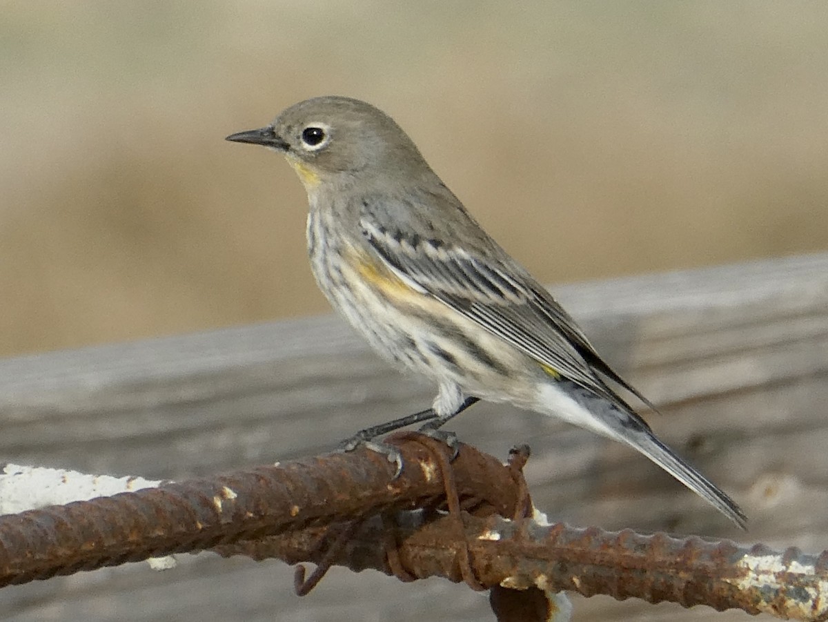 Yellow-rumped Warbler - ML504675371