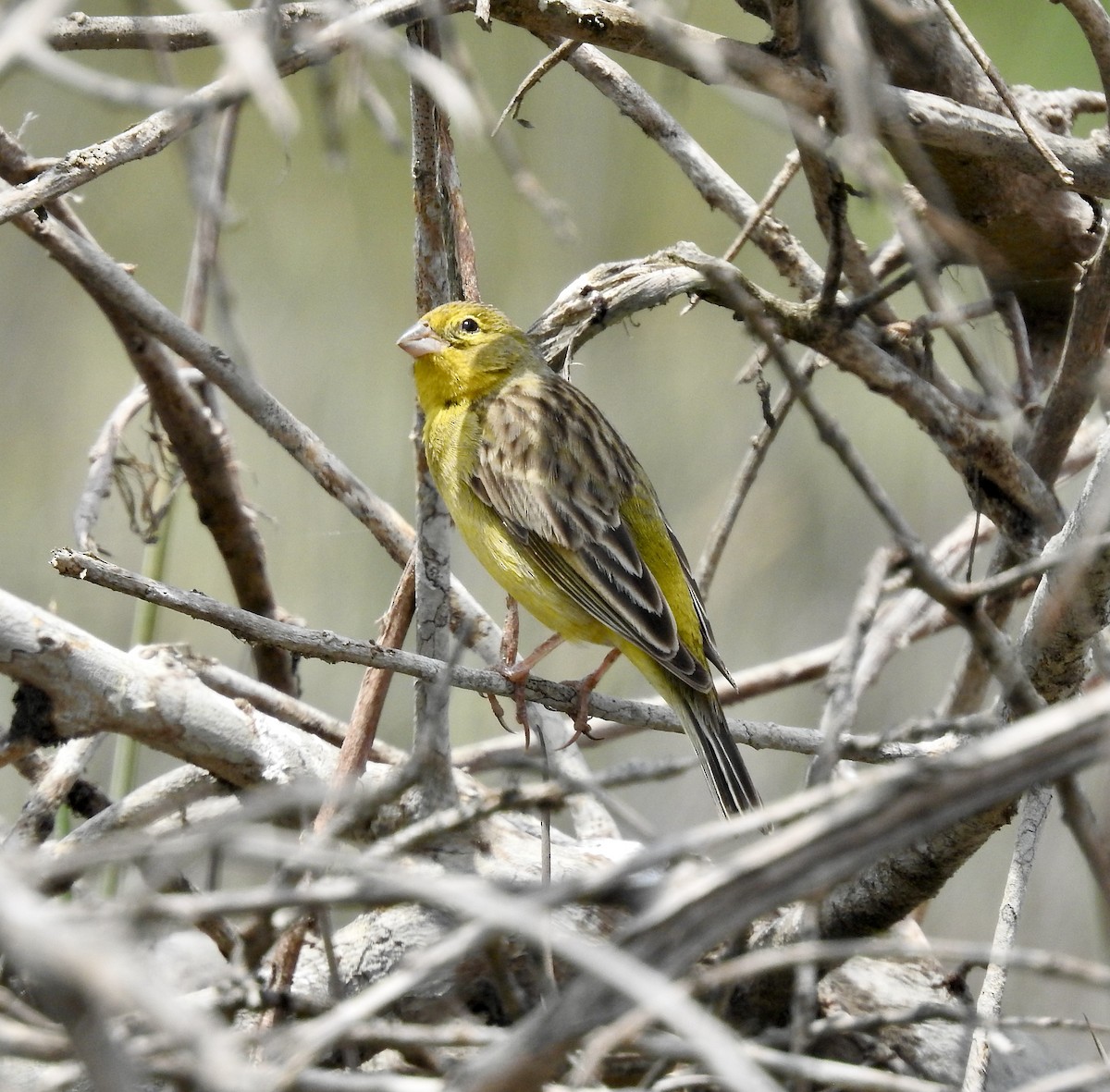 Grassland Yellow-Finch - ML504675411