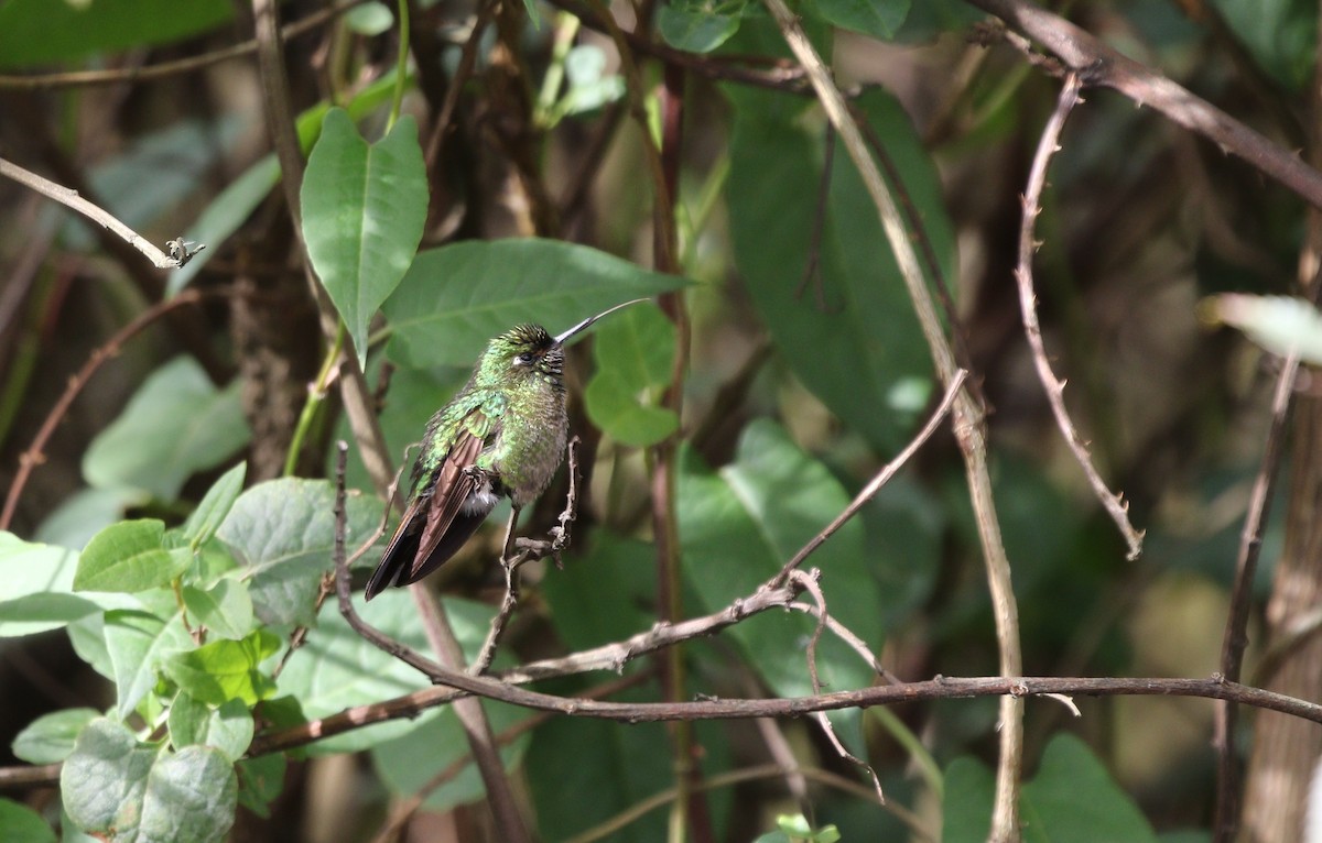 kolibřík dřišťálový - ML504675441