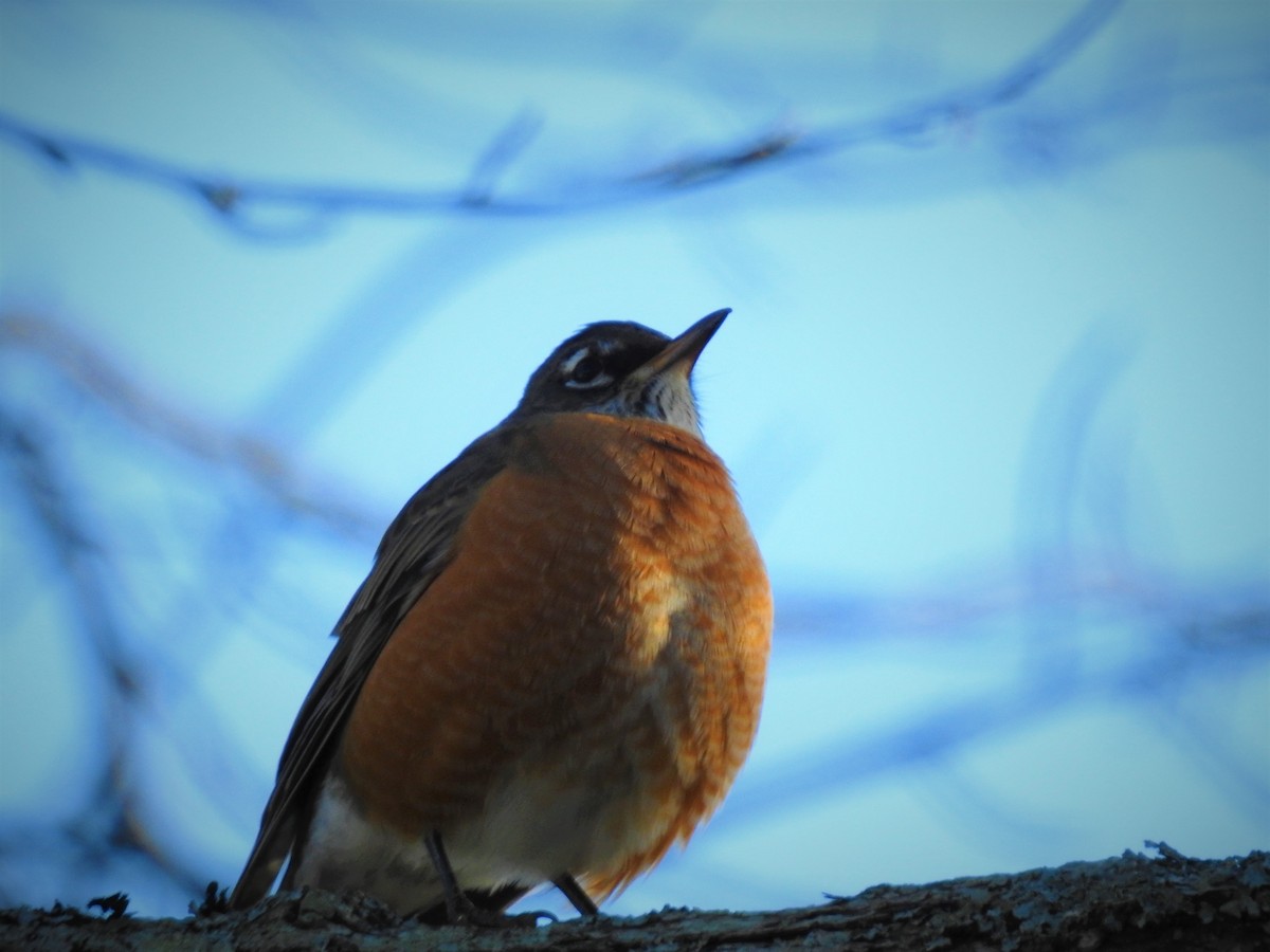 American Robin - ML504676331