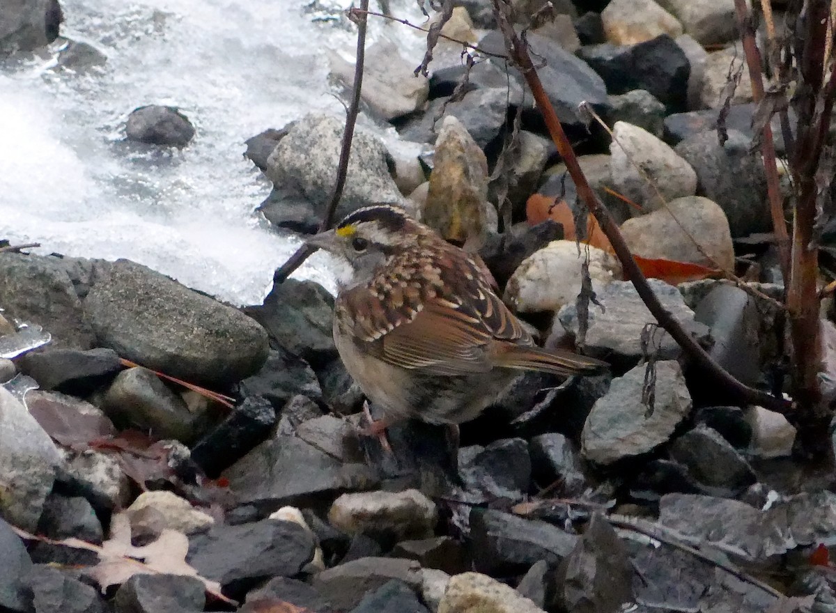 White-throated Sparrow - ML504676341