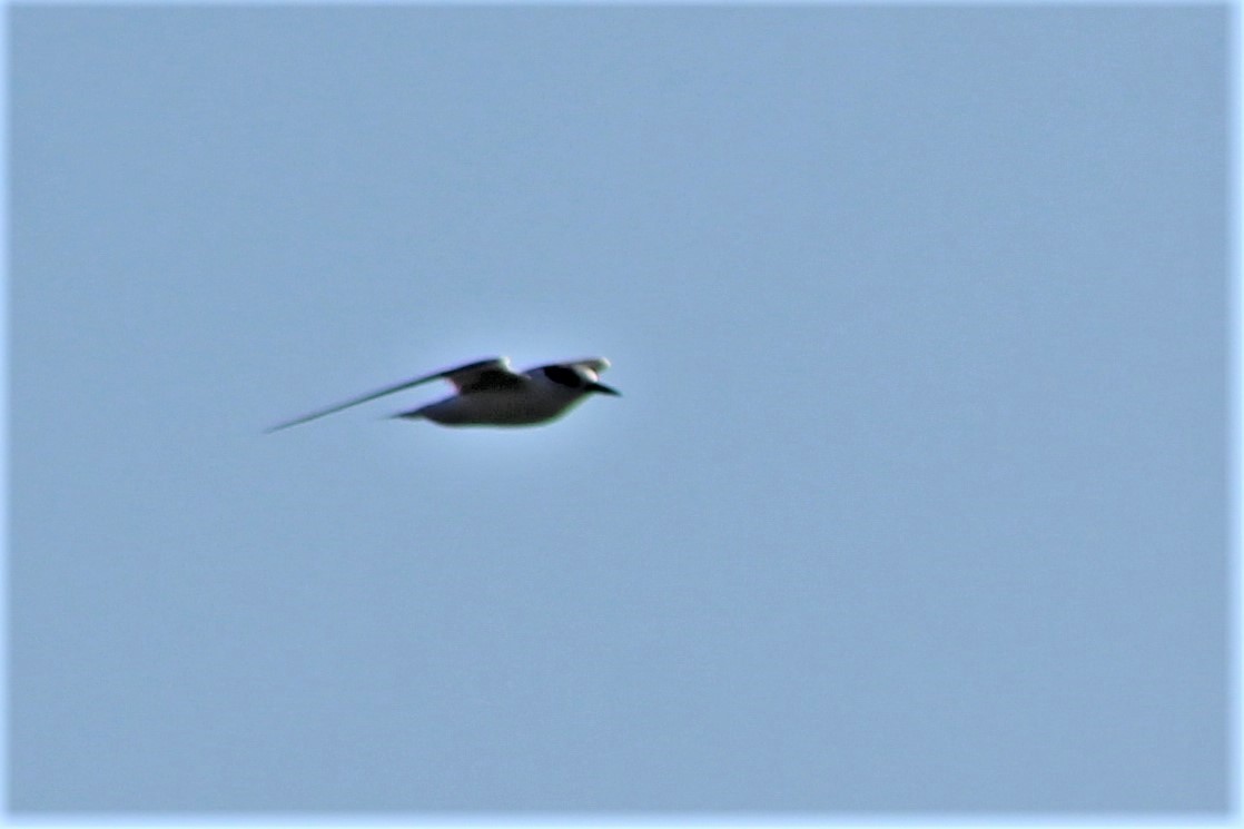 Хурган хараалай - ML504676351