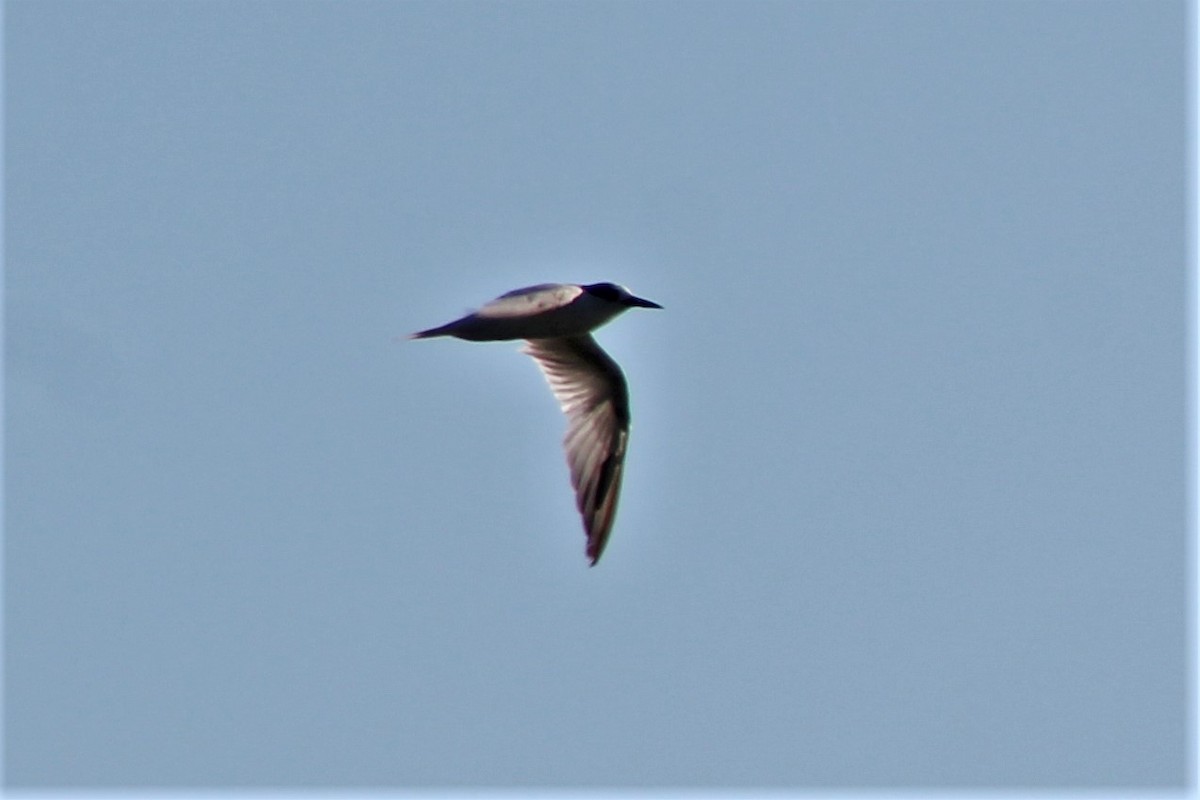 Хурган хараалай - ML504676361