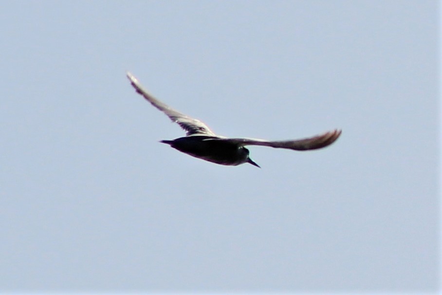 Хурган хараалай - ML504676481