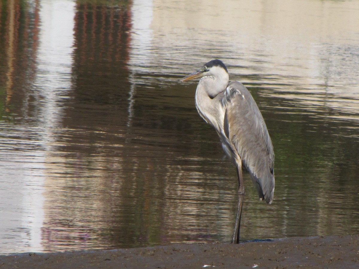 Cocoi Heron - ML504677031