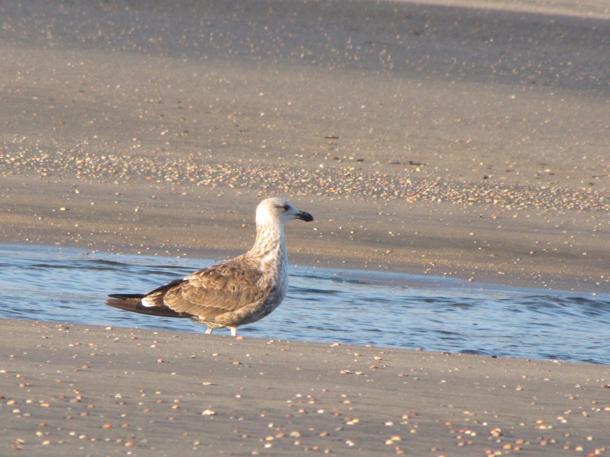 Kelp Gull - ML504677081