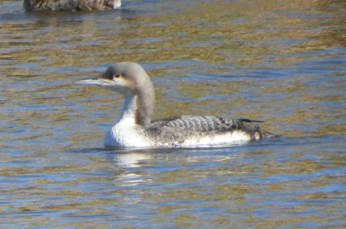 Pacific Loon - ML504677521