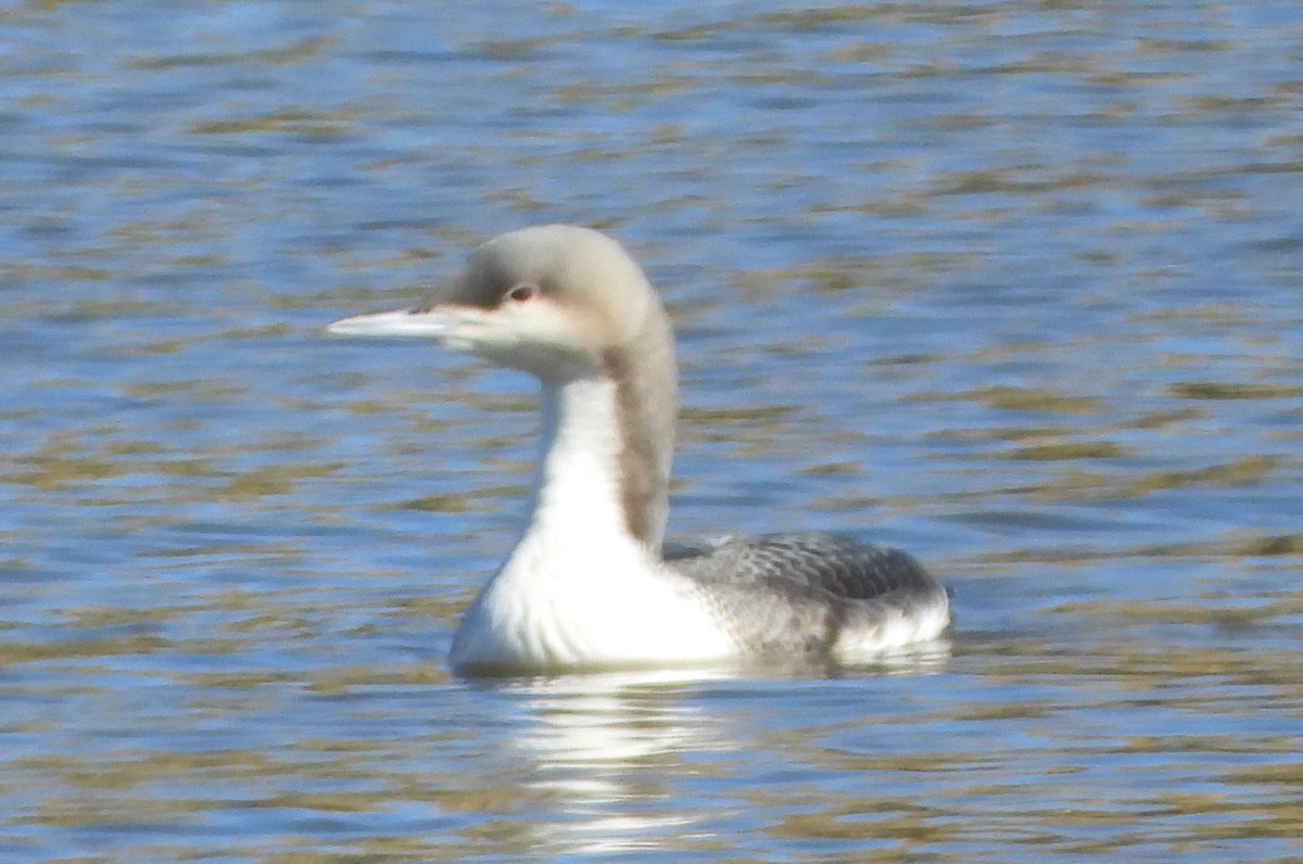 Pacific Loon - ML504677531