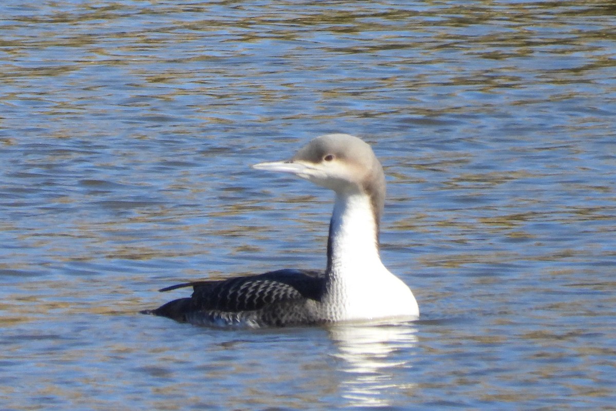 Pacific Loon - ML504677541