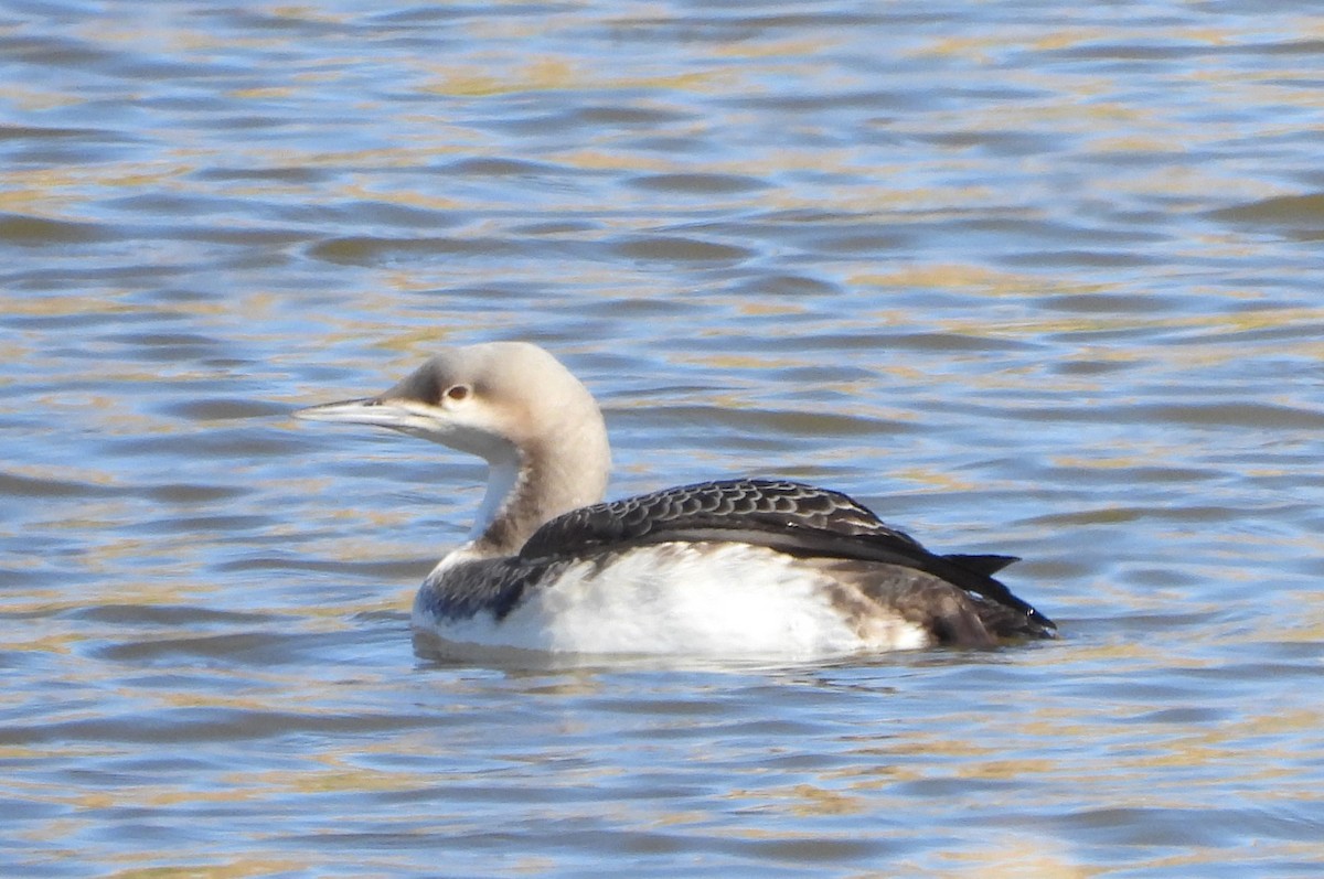 Pacific Loon - ML504677551