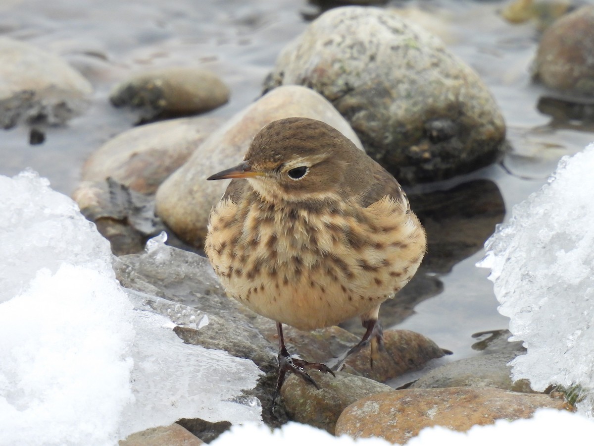 Pipit d'Amérique - ML504678631