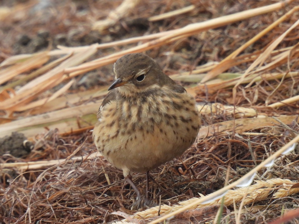 American Pipit - ML504678641