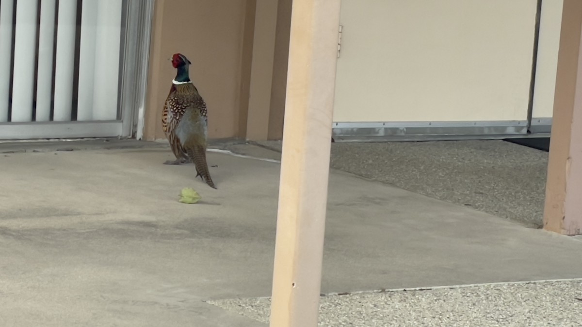 Ring-necked Pheasant - Ike Ikemori