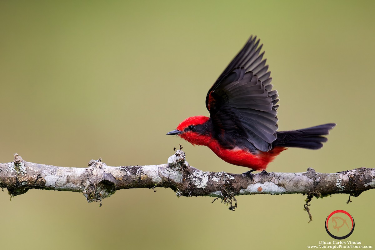 Vermilion Flycatcher - ML504679661