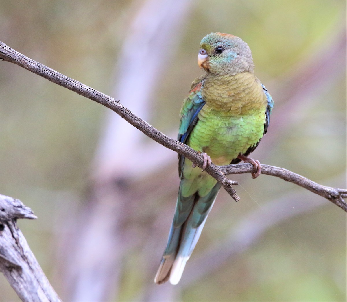 Mulga Parrot - ML504679711