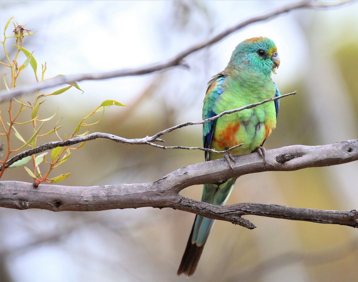 Perico Variado - ML504679721