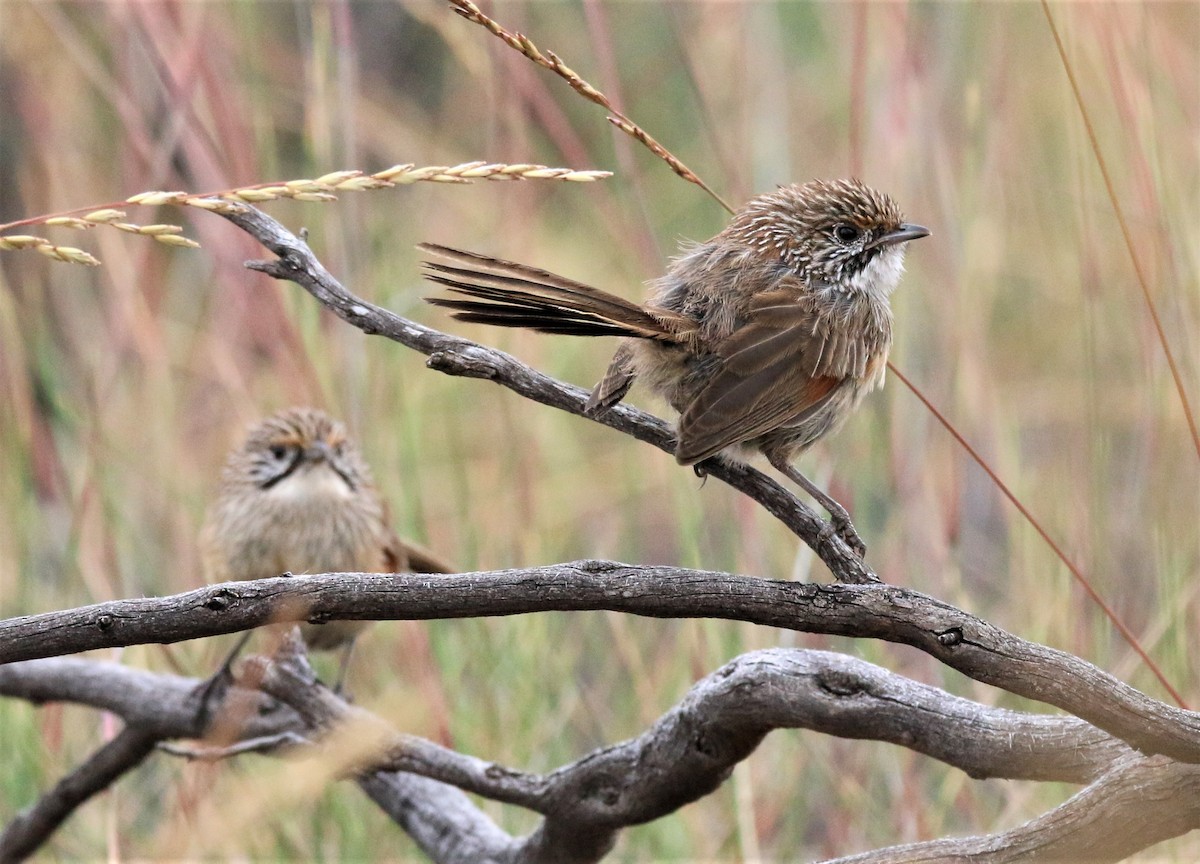 Striated Grasswren - ML504679751