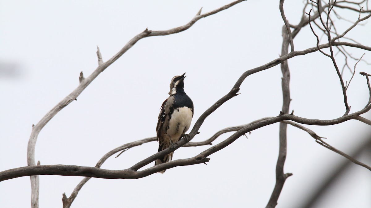 Chestnut Quail-thrush - ML504680181