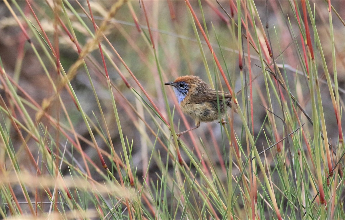 Mallee Emuwren - ML504680401