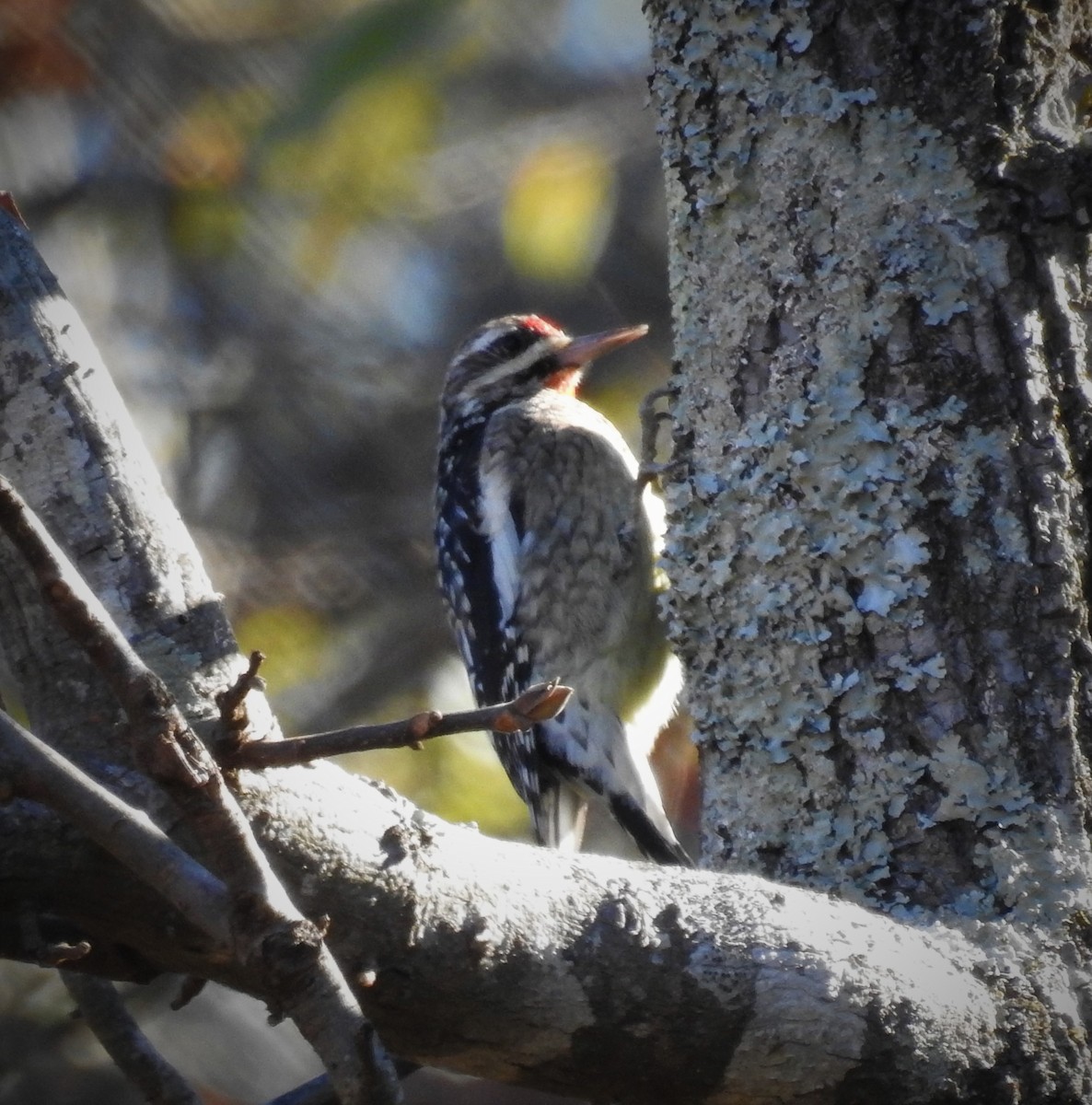 Yellow-bellied Sapsucker - ML504680461