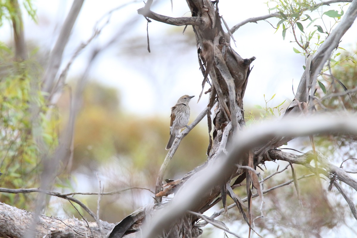 Rufous Whistler - ML504680531