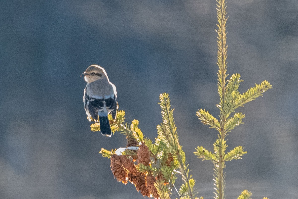 Northern Shrike - ML504682811