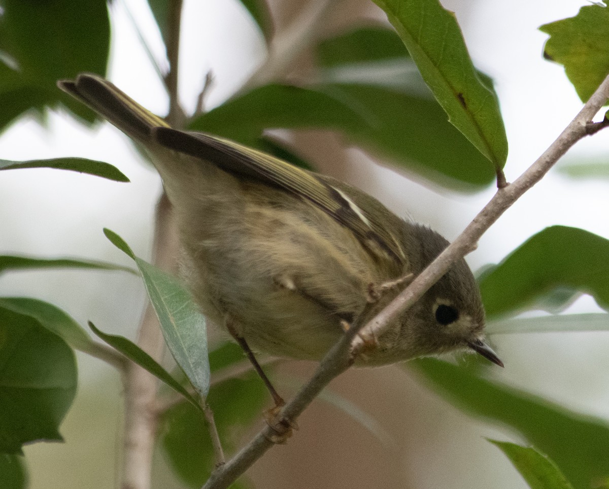 Ruby-crowned Kinglet - ML504682971