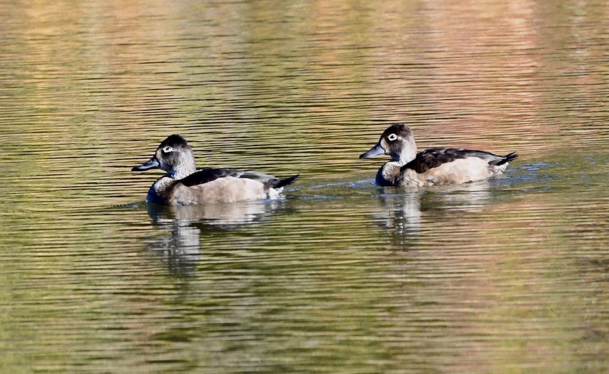 Ring-necked Duck - ML504683731