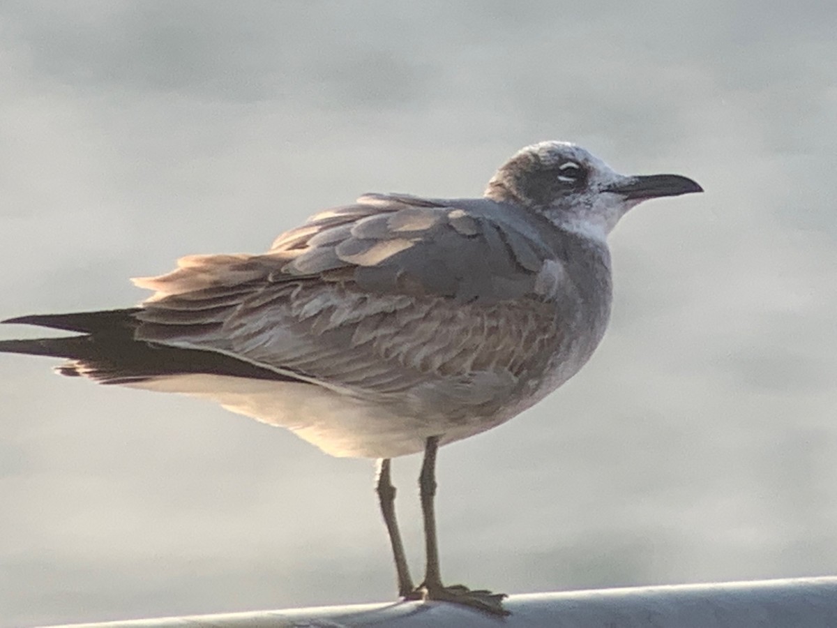 Laughing Gull - ML504685131