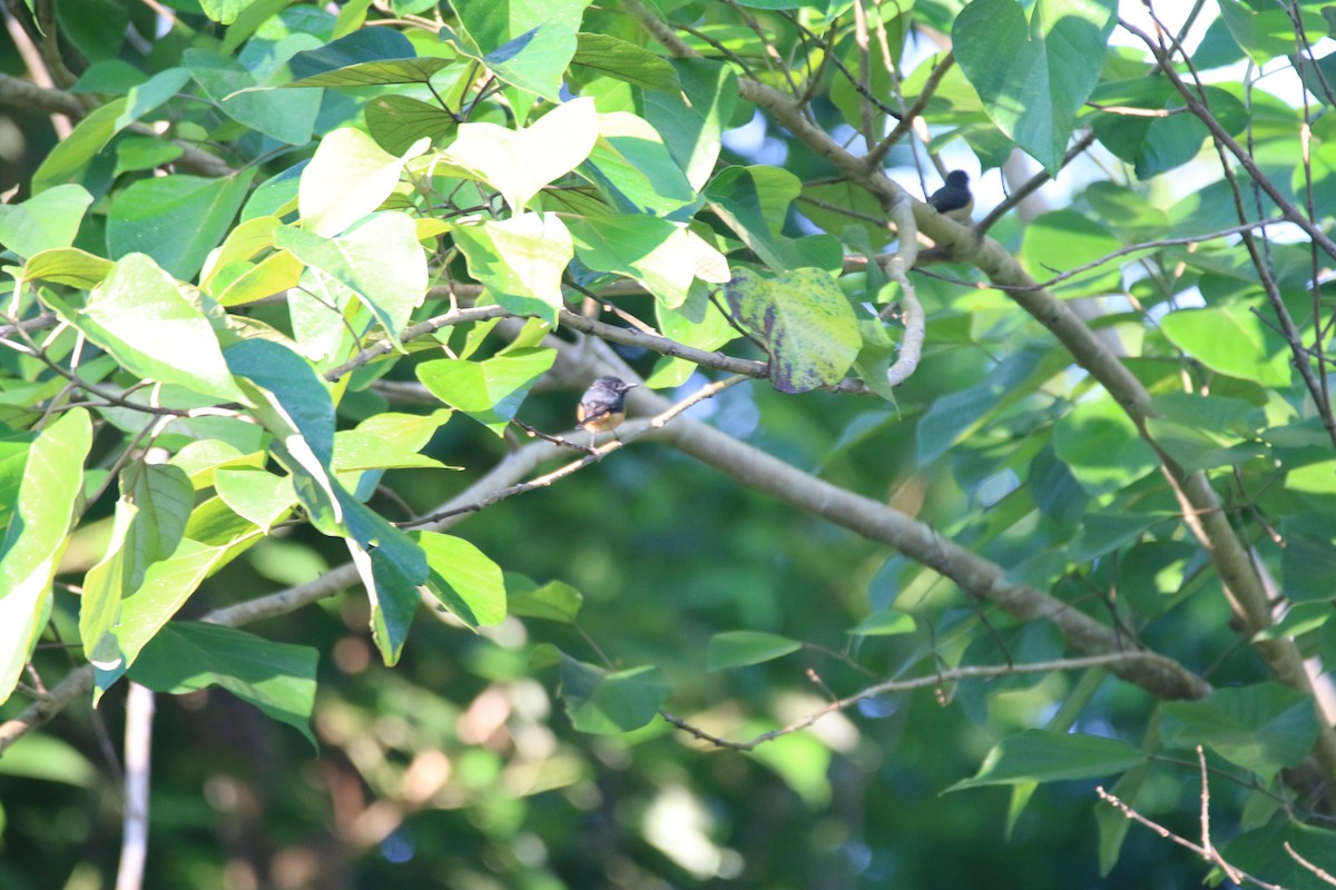 Vanikoro Flycatcher - Brendan Cook