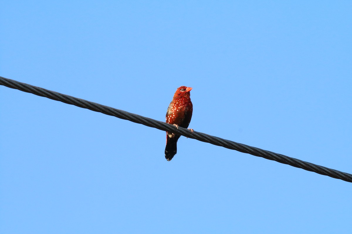 Red Avadavat - Brendan Cook