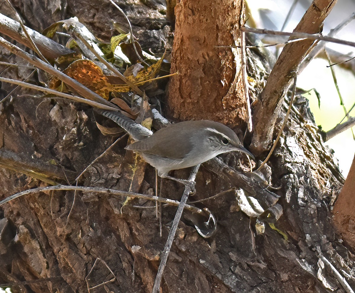 Bewick's Wren - ML504686111