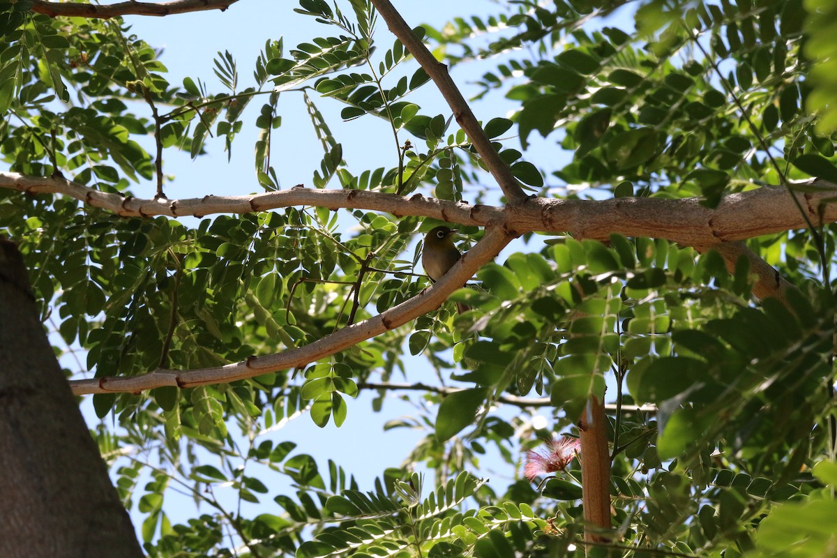 Layard's White-eye - Brendan Cook