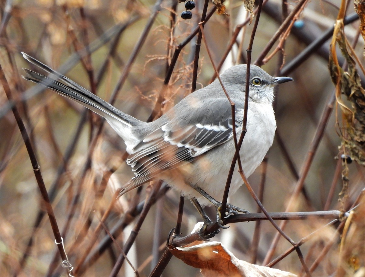 Northern Mockingbird - Corvus 𓄿