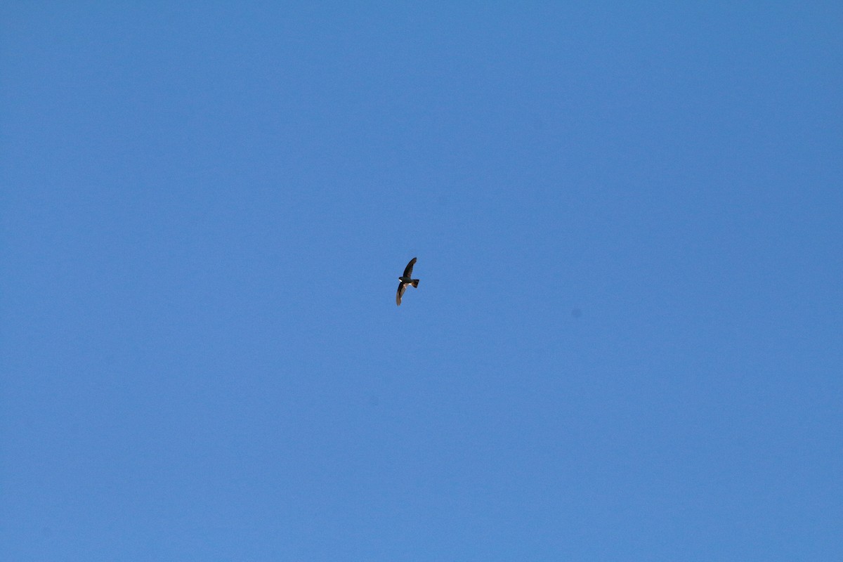 White-rumped Swiftlet - ML504686801