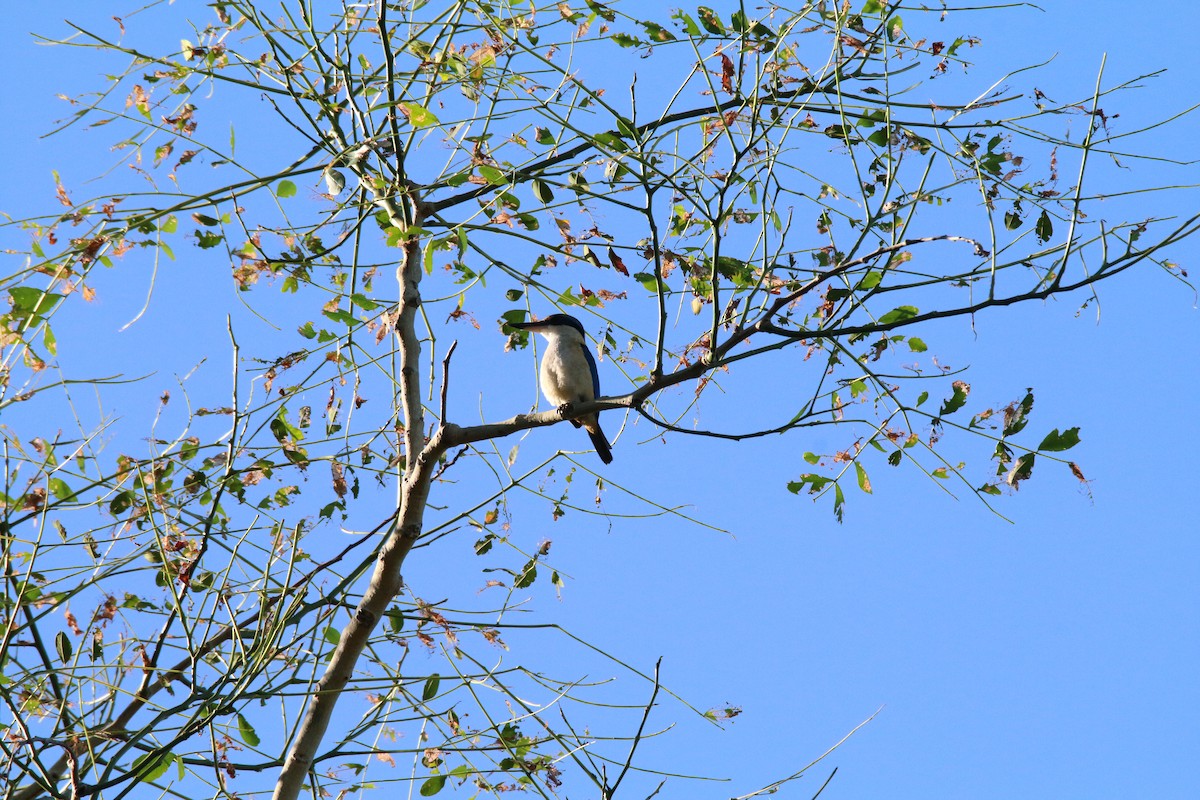 Pacific Kingfisher - ML504686811