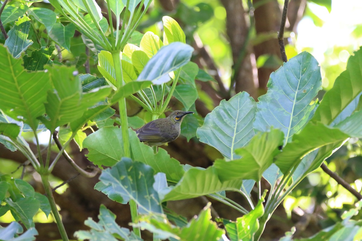 Western Wattled-Honeyeater - Brendan Cook