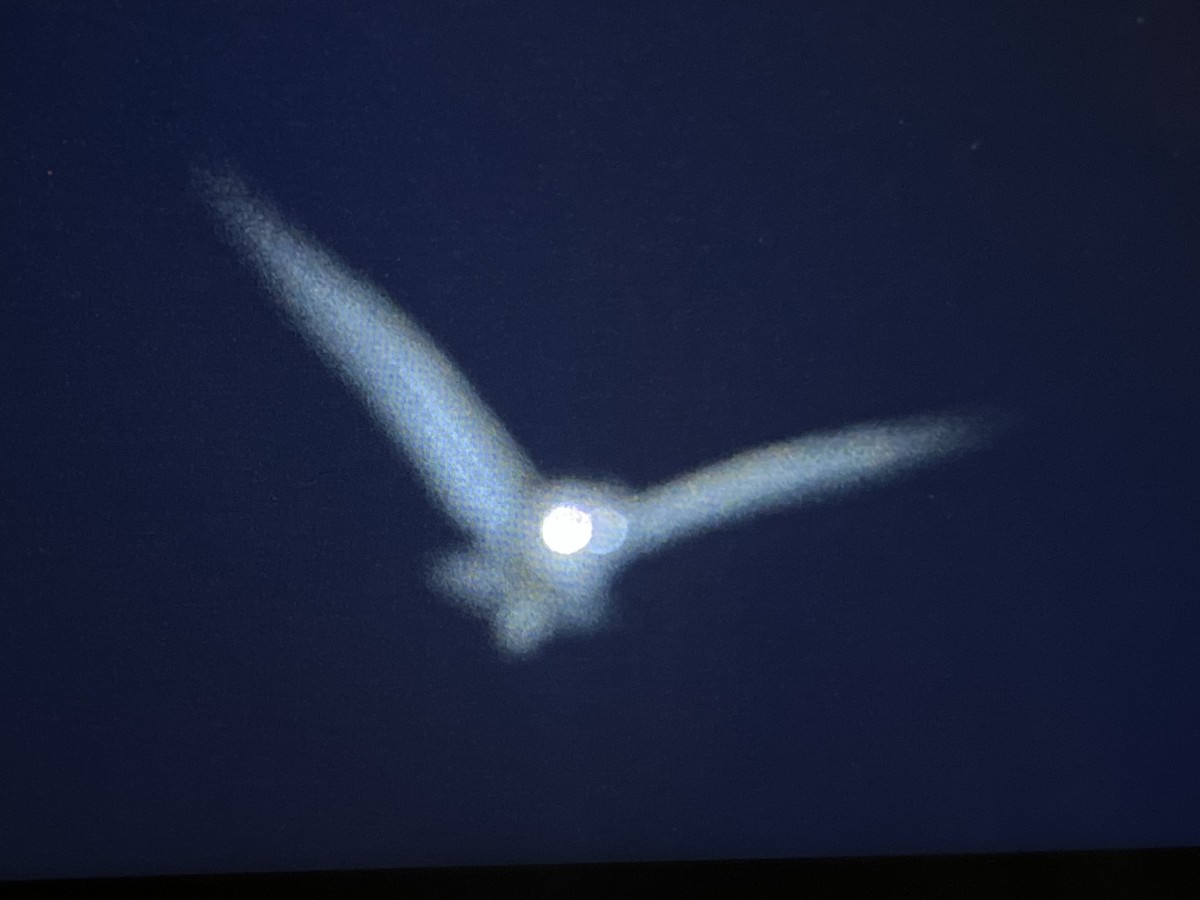 Сипуха американська - ML504687431