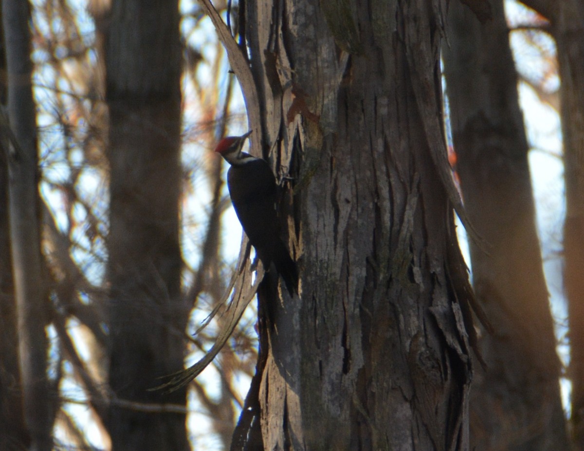 Pileated Woodpecker - ML504687541