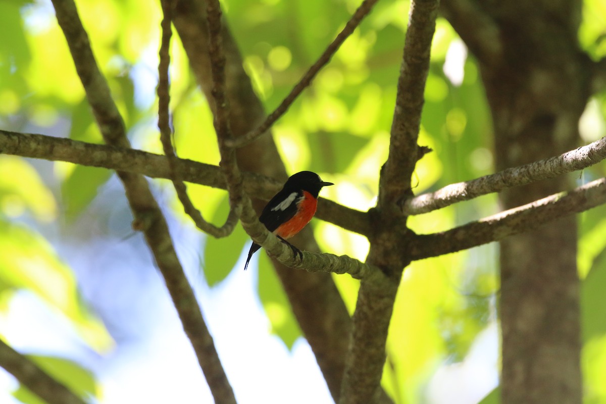 Pacific Robin - Brendan Cook