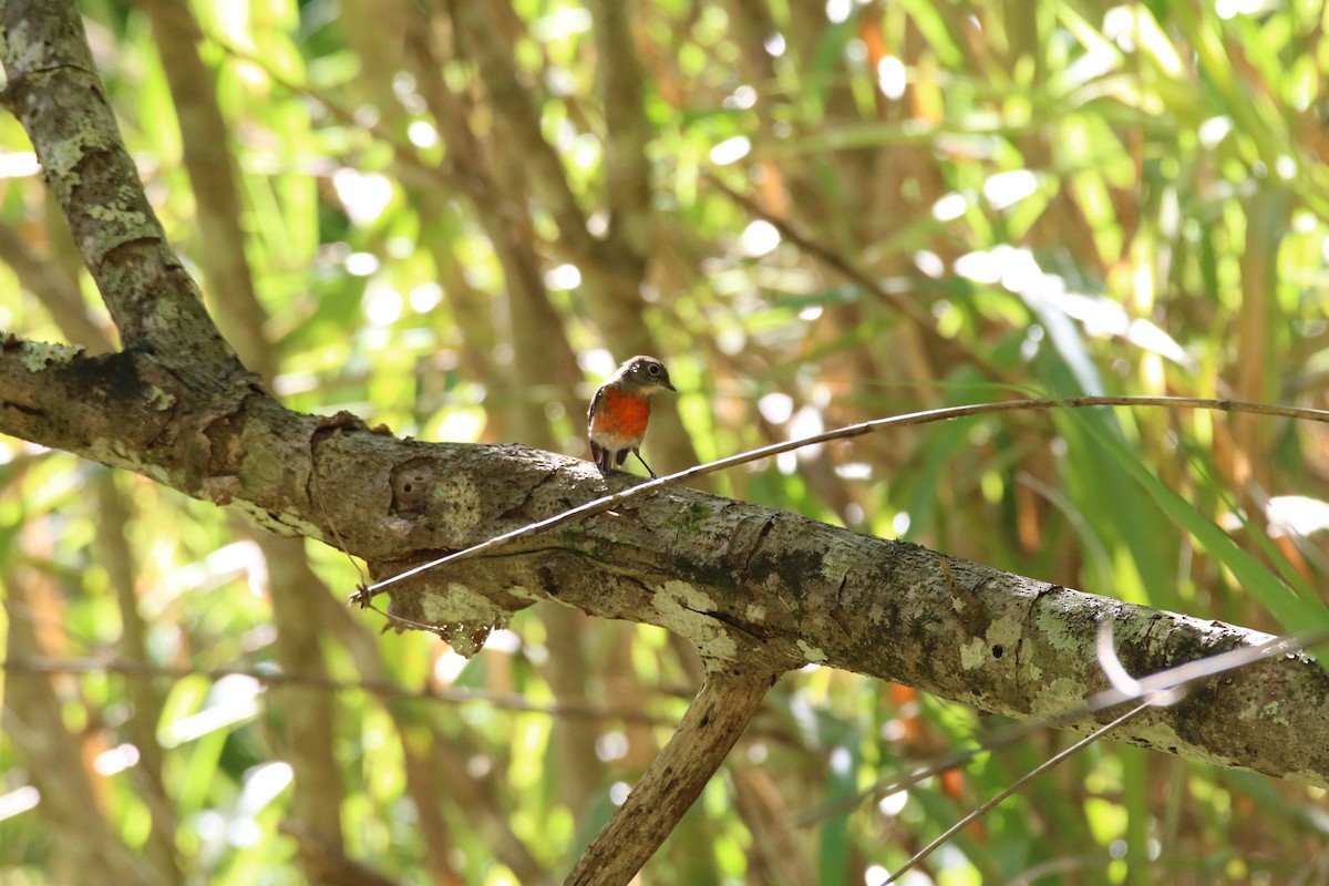 Pacific Robin - Brendan Cook