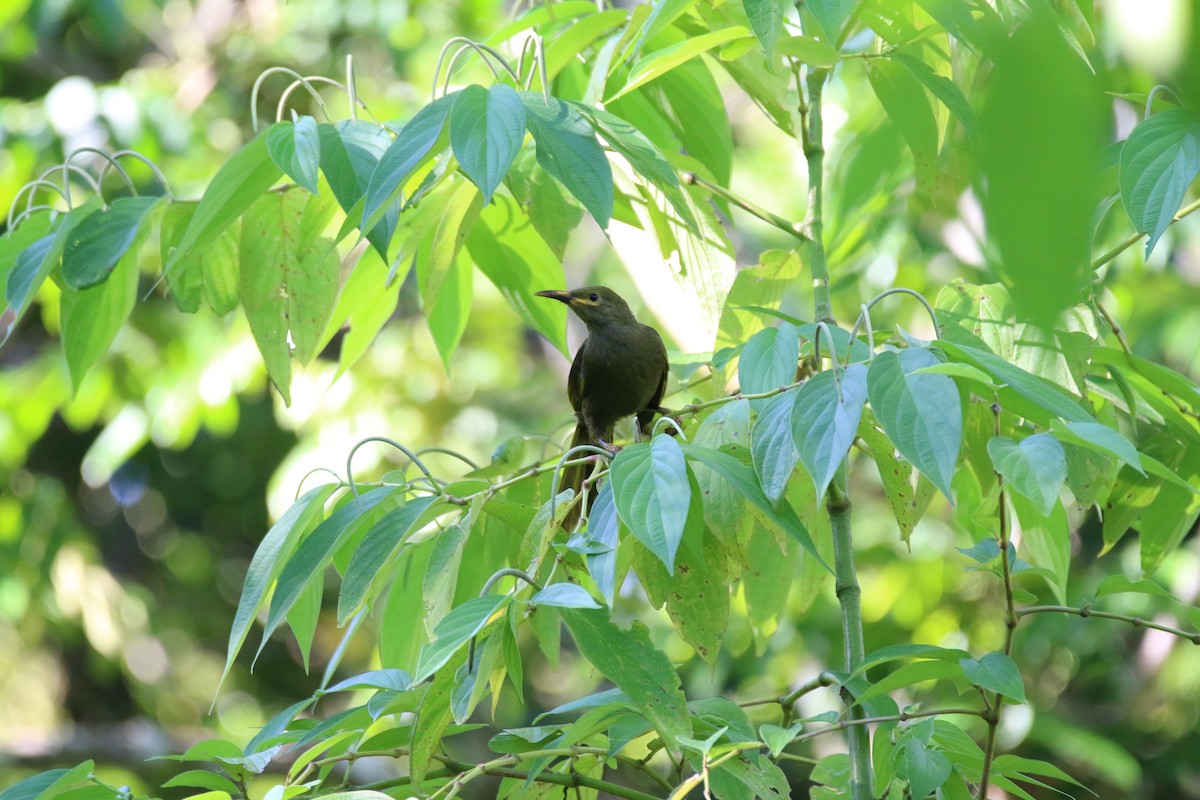 Duetting Giant-Honeyeater - Brendan Cook