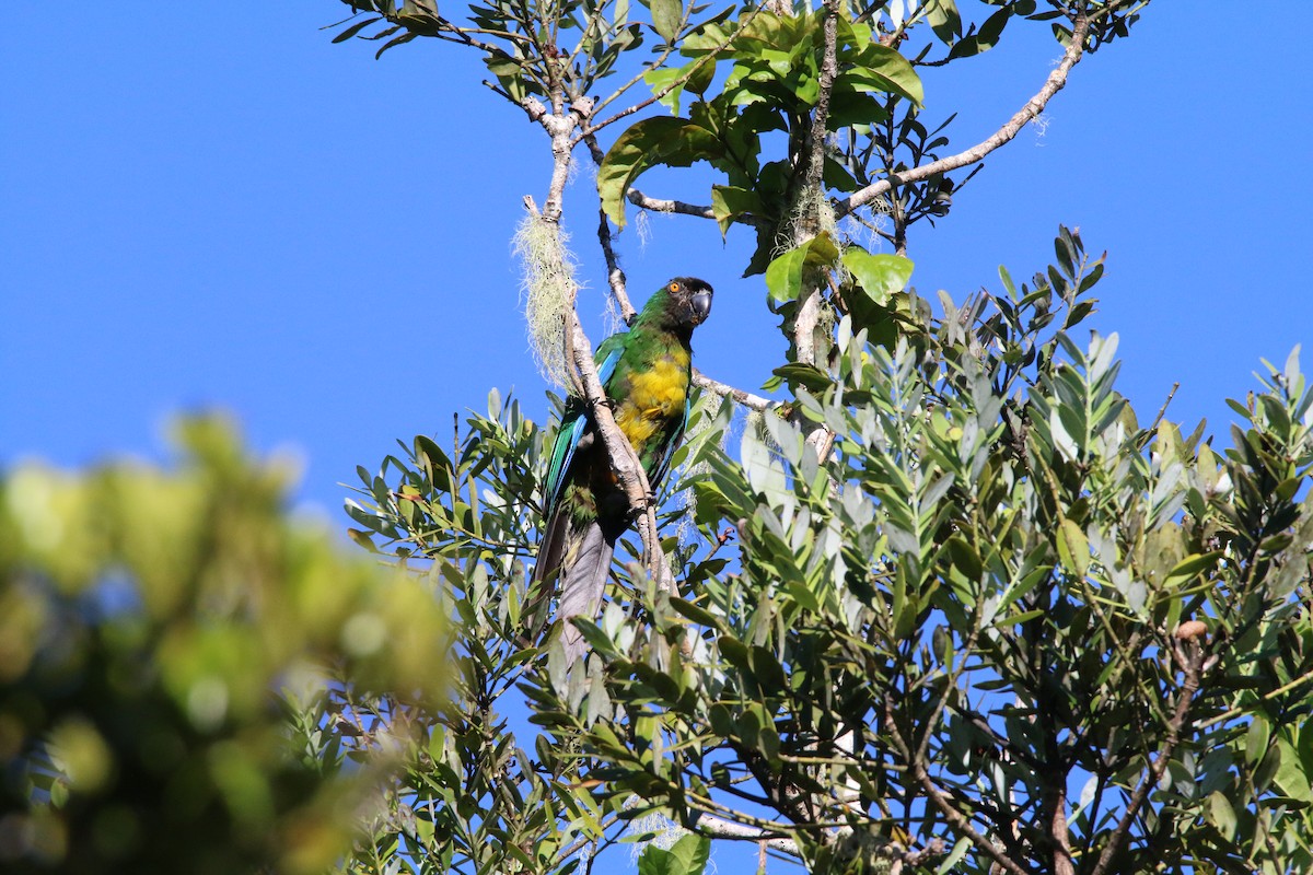 Masked Shining-Parrot - ML504688011