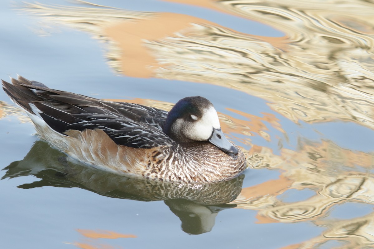 Chiloe Wigeon - Darwin Moreno