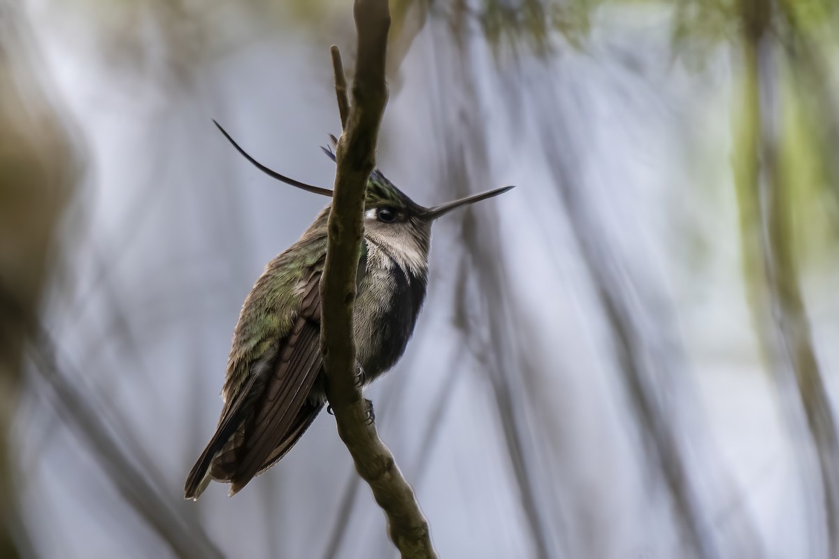 Purple-crowned Plovercrest - ML504688471